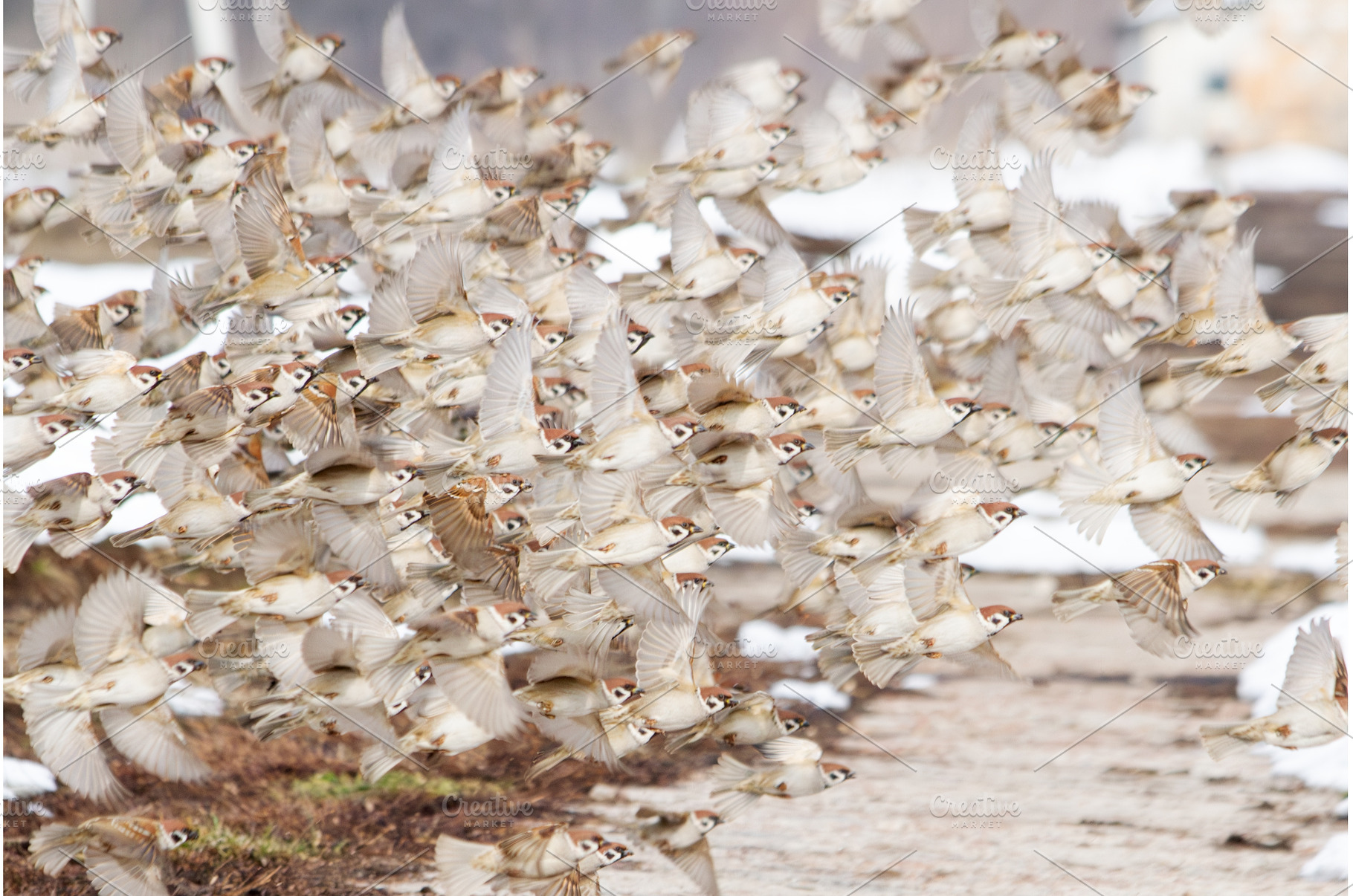 Dynamic Action Shot of a Large Flock, an Animal Photo by Pakosta