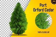 CUT OUT TREES - 60 PCS BUNDLE, a Packaging Mockup by 3DSTORE (Thumbnail 23 of 63)