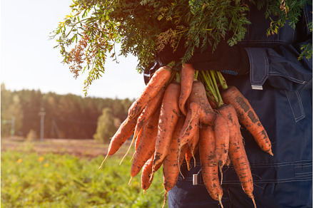 Farmer hands in gloves holding bunch, a Food & Drink Photo by Jan Jack Russo Media