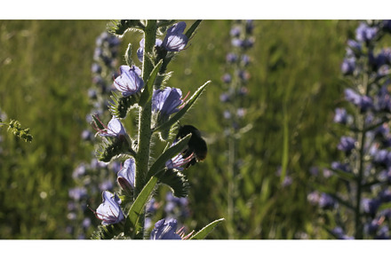 Large bumblebee collecting nectar, an Animal Photo by Media Whale Stock