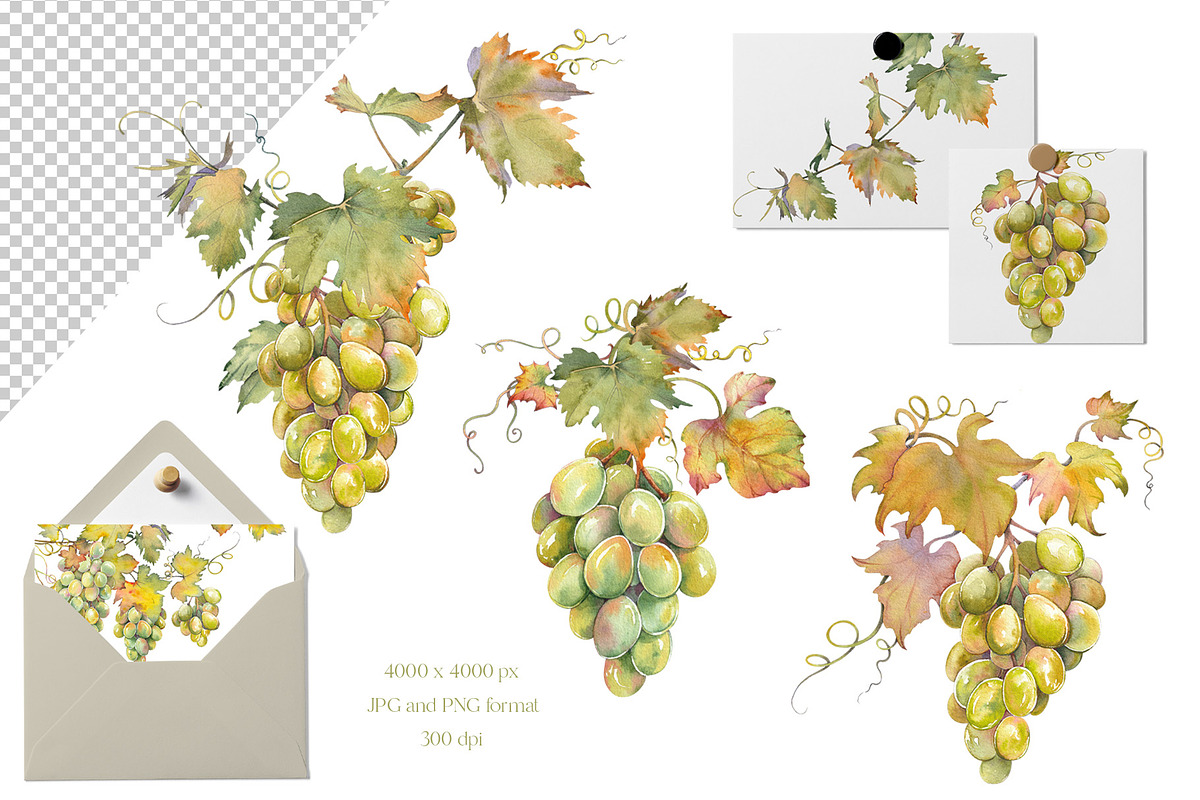 Watercolor Grapes Clipart Set, a Food Illustration by Jeanna Draw (Photo 6 of 12)
