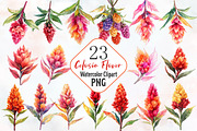 Celosia Flower Watercolor Cliparts, an Illustration by RobertsArt (Thumbnail 1 of 7)