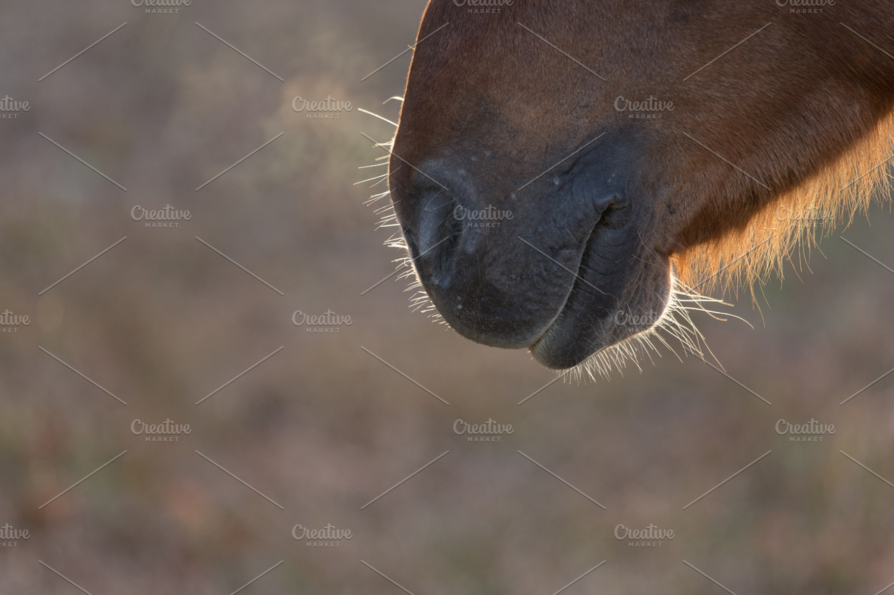 Straight from the horse's mouth, an Animal Photo by Otago Media