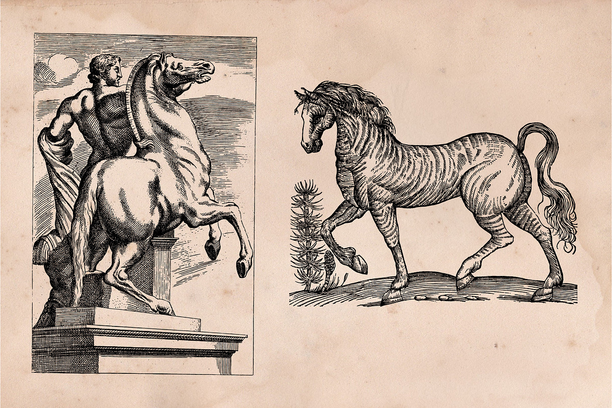 The Horse Collection, an Animal Illustration by Bayford Design