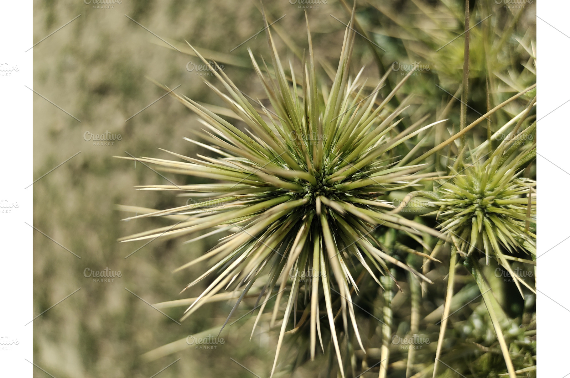 Picture of Echinops spiny ball, a Nature Photo by LogosDen