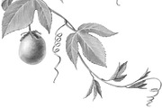 Passion Flower Pencil Illustration, an Illustration by Anna Repp Illustration (Thumbnail 7 of 7)