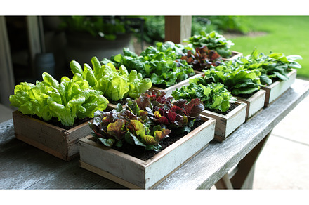 Variety of lettuce plants growing in, an Animal Photo by Lermont51