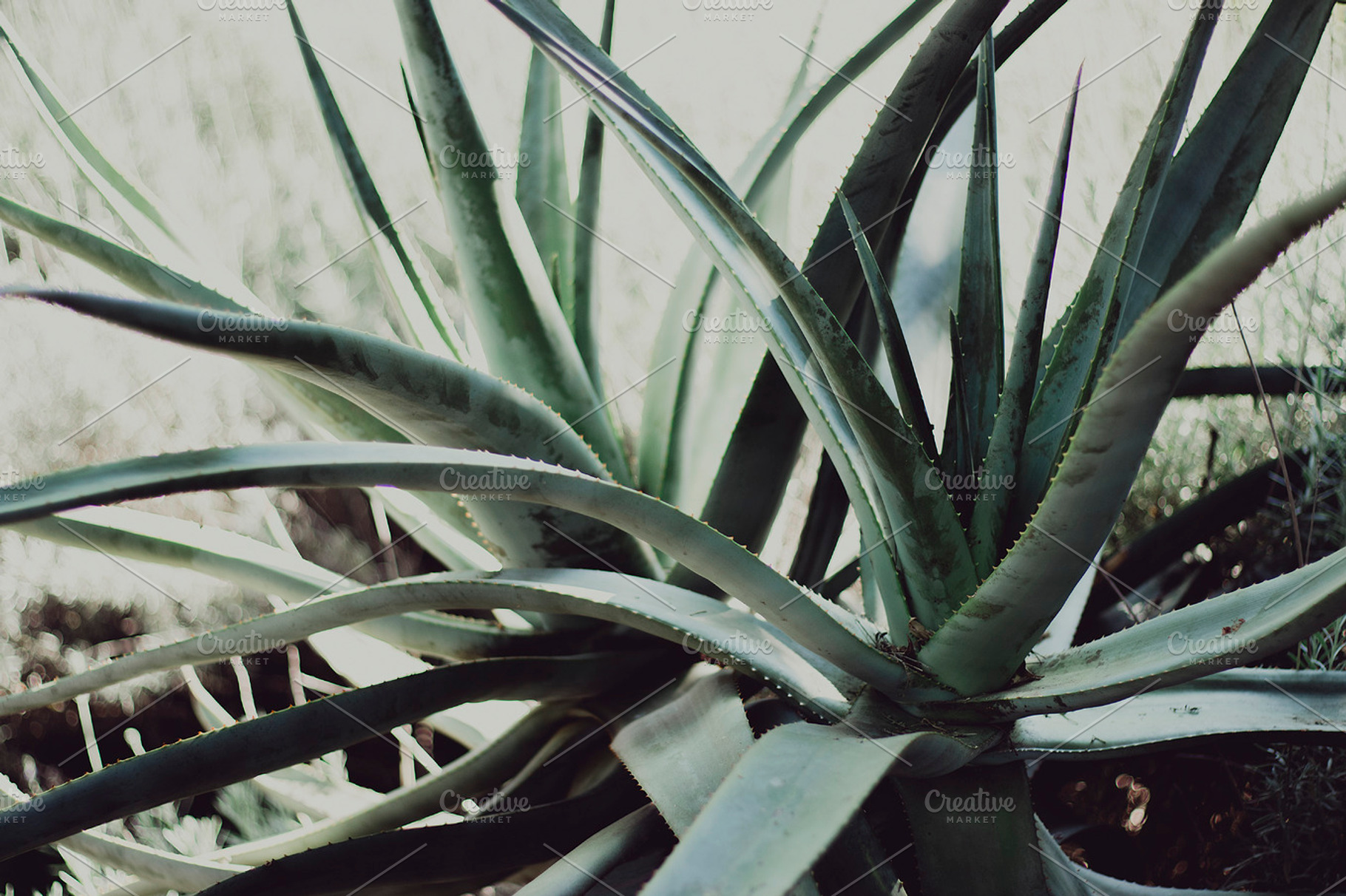 Aloe plants containing plant, aloe, and south africa, a Nature Photo by René Jordaan Photography