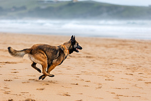 Belgian Malinois running at full spe, an Animal Photo by Perpis