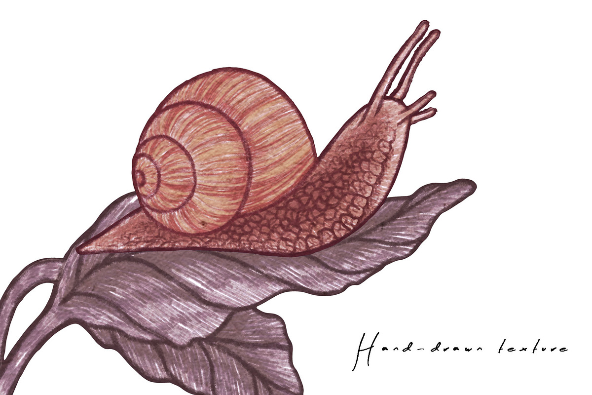 PHYSALIS GARDEN — Botanical Patterns, a Decorative Illustration by Liiafis (Photo 11 of 17)