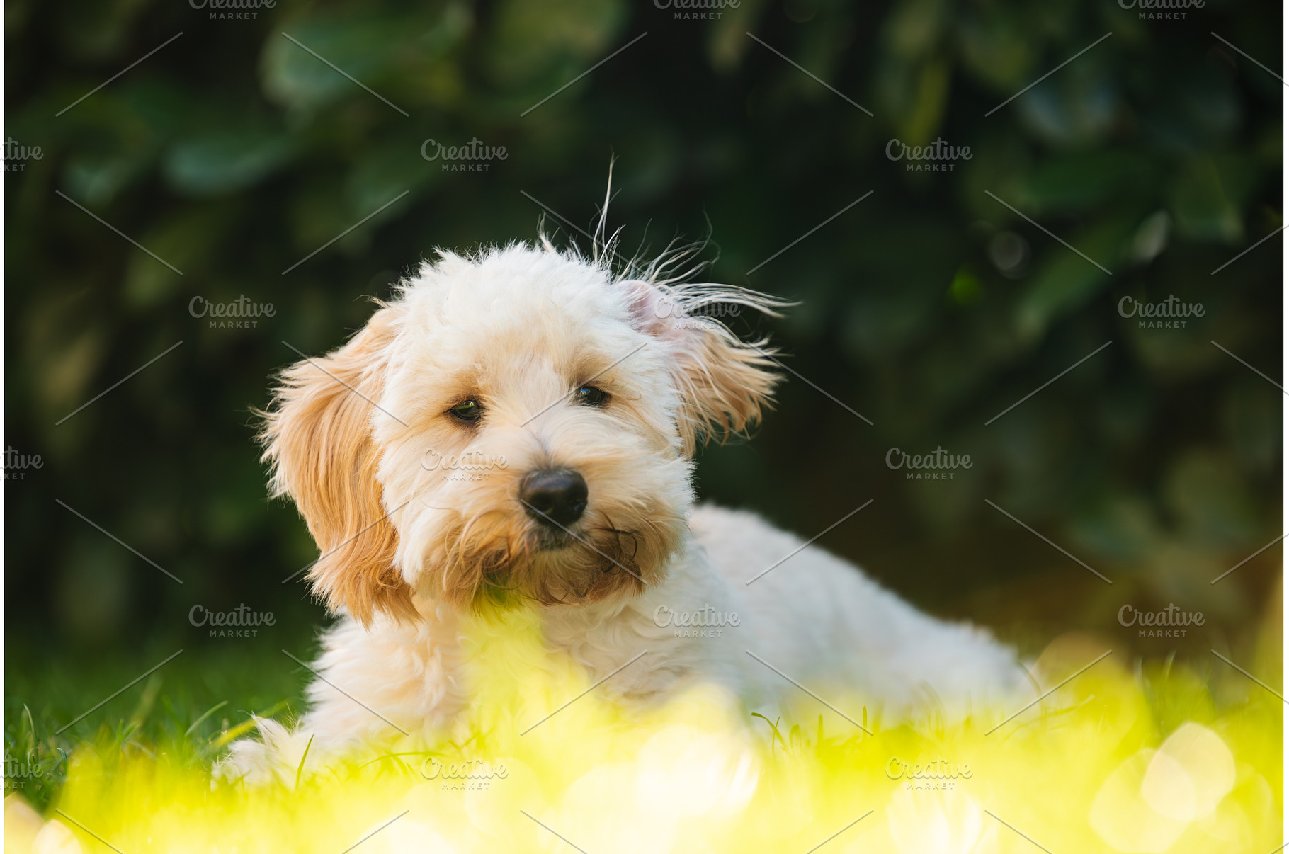 Maltipoo Puppy Portrait with Bright, an Animal Photo by MadPhotos