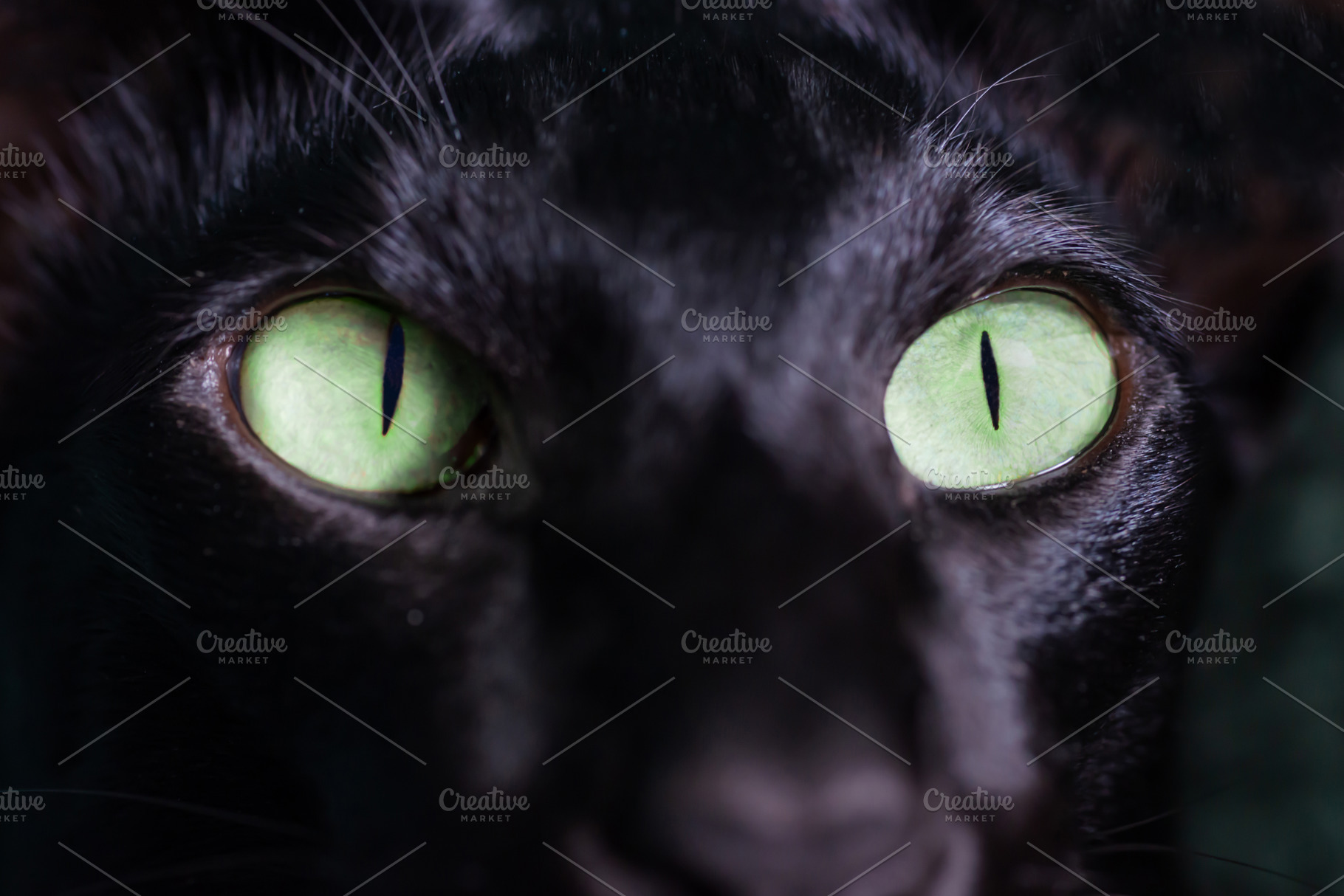 Black oriental cat green eyes, an Animal Photo by Vapi