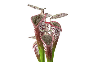 Sarracenia