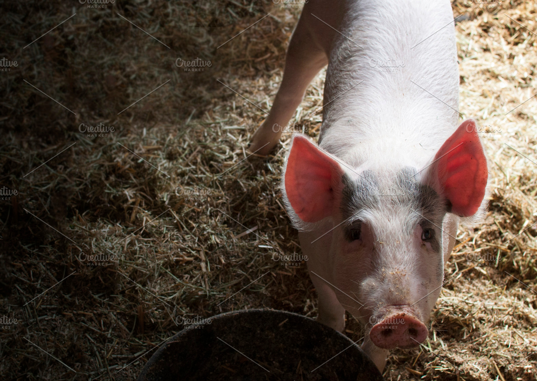 Piggy featuring pig, farm pig, and large pig, an Animal Photo by Foxtail Pine Studio