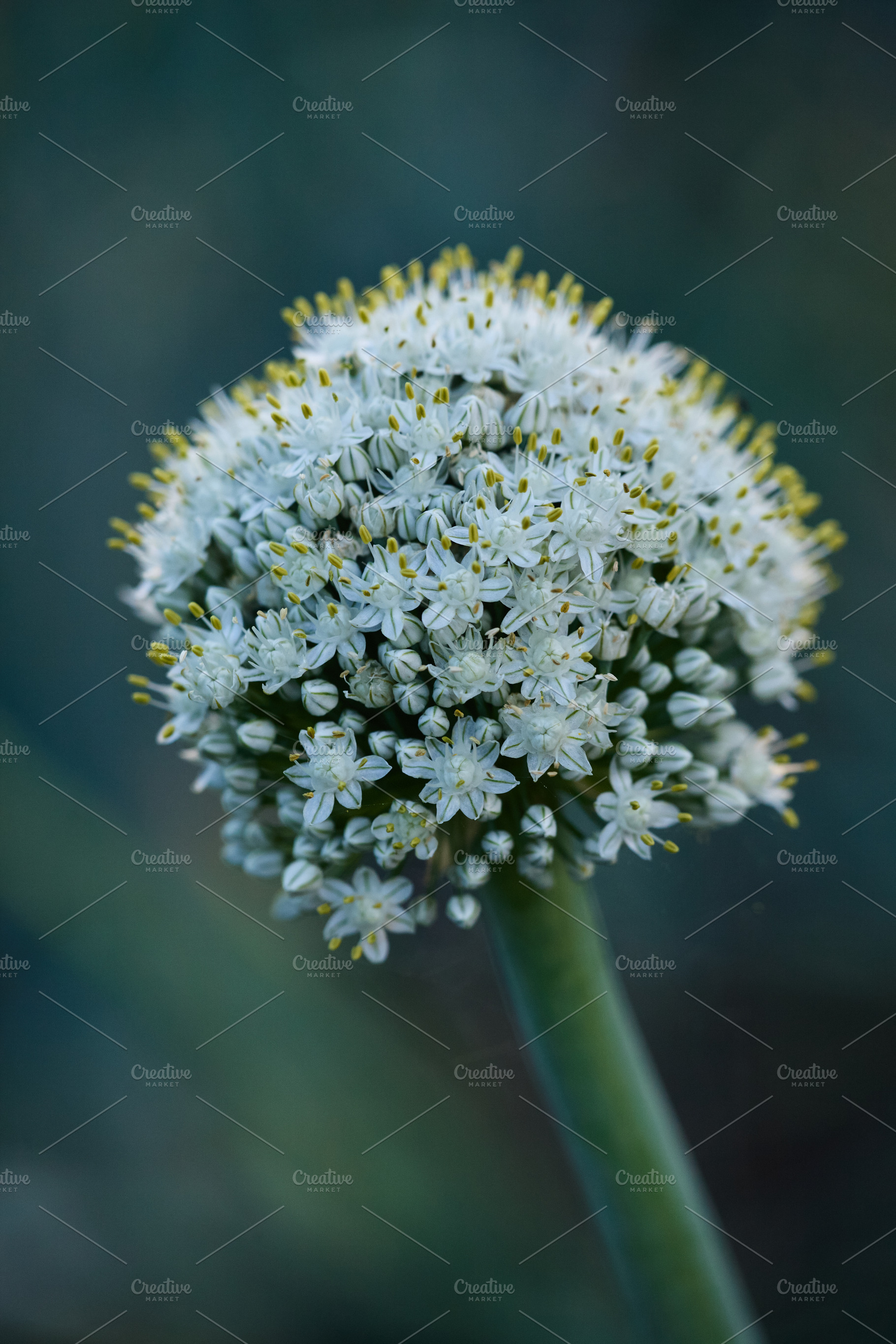 Vertical macro shot of a white onion flower head blooming on a scape in the gar, a Nature Photo by Rohan Photography