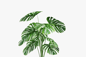 Monstera 05