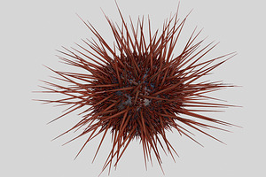 Sea urchin V1, an Environmental 3D Model by AndrewWhite