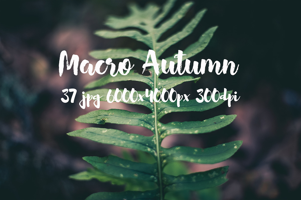 Macro Autumn photo bundle, a Templates & Theme by ApertureVintage (Photo 7 of 21)