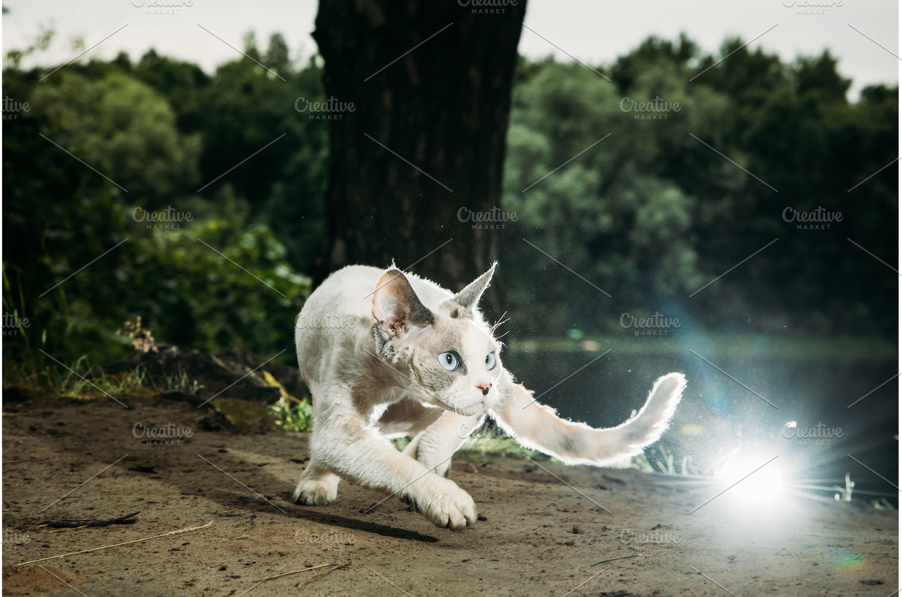 Cat running with vibrant trees in, an Animal Photo by Our Amazing World