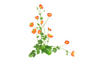 Vector object brushes. Geum., a Brush Add-On by Peolla (Thumbnail 11 of 14)