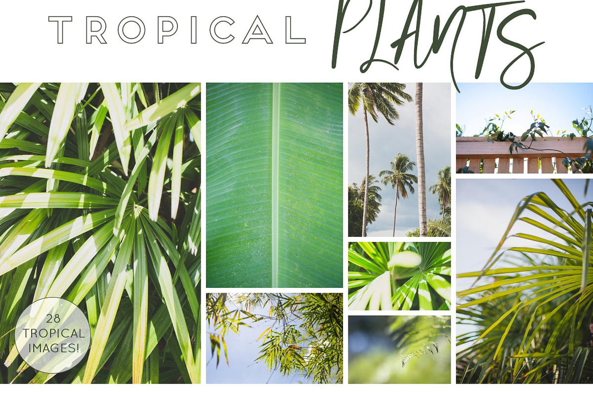 GREEN TROPICAL PLANTS, a Nature Photo by Beach Babe Stock (Photo 1 of 6)