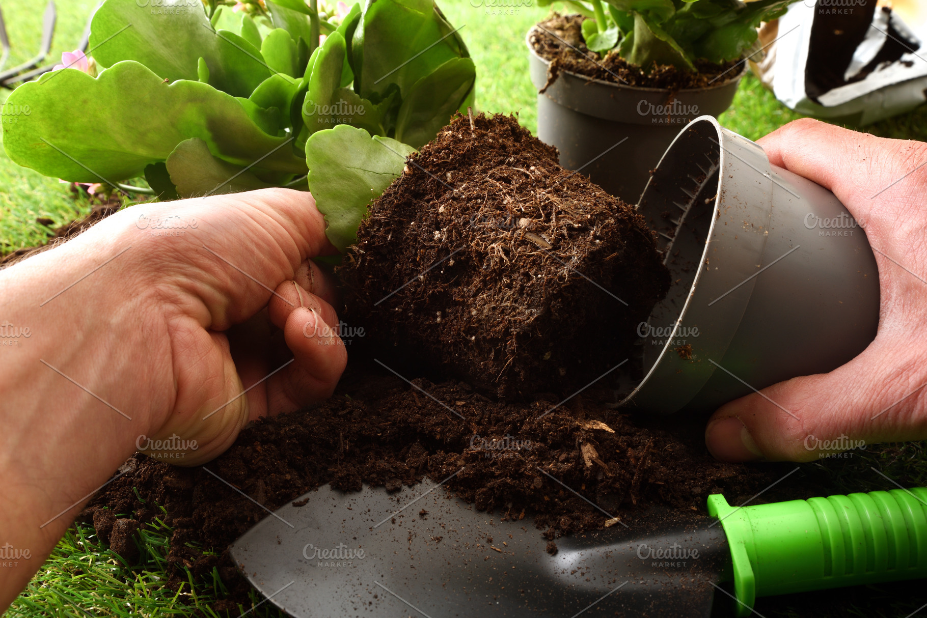 Removing Root Ball from Plastic Pot, a Nature Photo by Davizro's Market