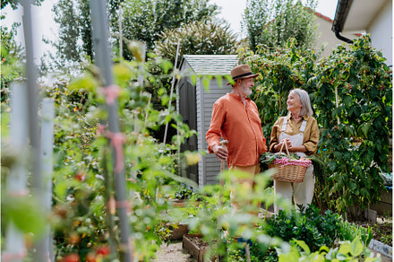 Happy senior couple harvesting, a Person Photo by HalfPoint