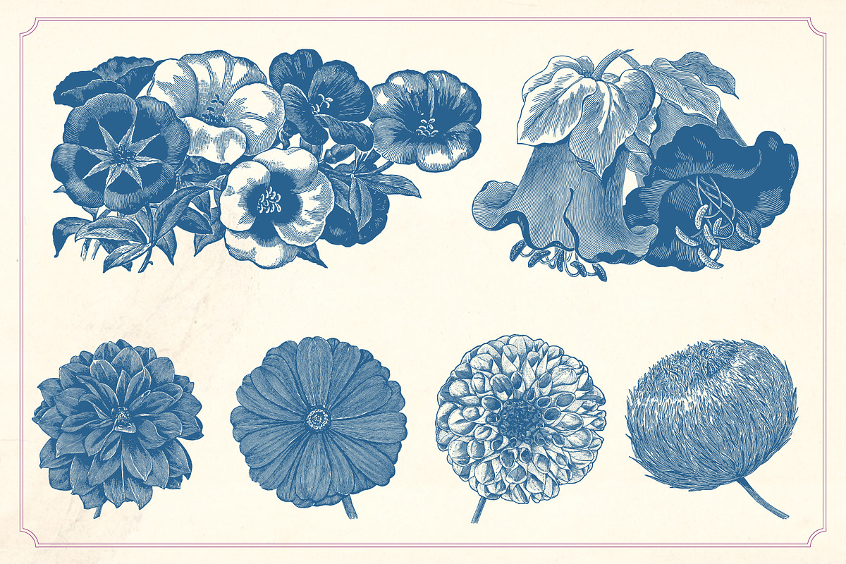 Vintage Flower Illustrations, a Decorative Illustration by Mr Vintage (Photo 9 of 13)
