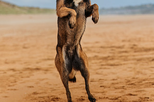 Dog jumping on the beach to catch a, an Animal Photo by Perpis