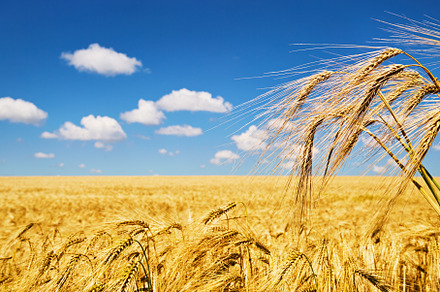 Rye field over blue sky