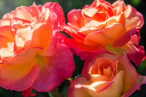 Colorful Blooming Roses 1 (Photo)
