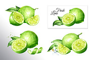 Lime citrus. Watercolor collection, a Food Illustration by Daria Ustiugova (Thumbnail 3 of 21)