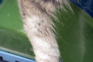 Close up of a fluffy cat paw with soft fur, resting near a green surface. Ideal, an Animal Photo by Ales Munt