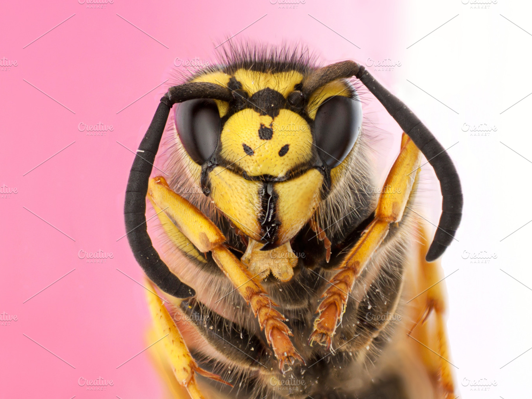 portrait wasp, an Animal Photo by robcar