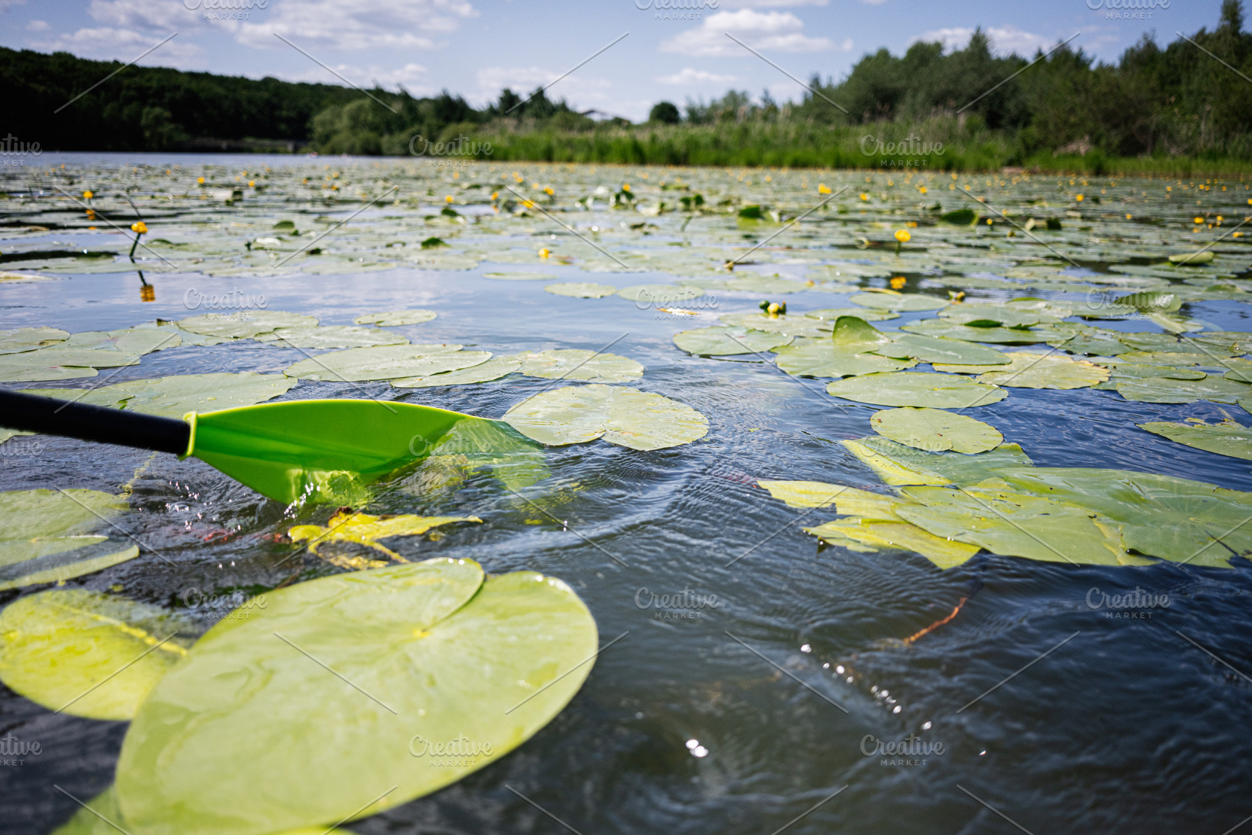 Green paddle touching lily-covered tranquil water with scenic natural landscape, a Photo by AS photostudio