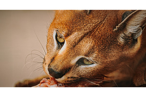 Close-up of caracal's captivating, an Animal Photo by Our Amazing World
