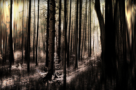 A Forest