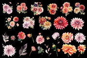 Dahlia flowers clipart, floral clip, a Decorative Illustration by ElenazlataArt (Thumbnail 3 of 5)