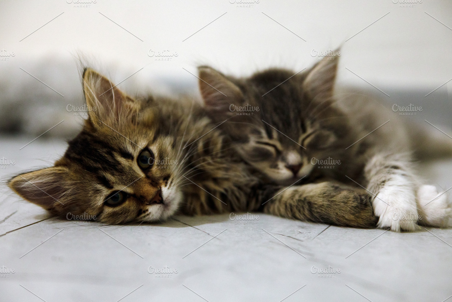Adorable tabby kittens lying side by side on a light floor, one awake and one s, an Animal Photo by Ales Munt