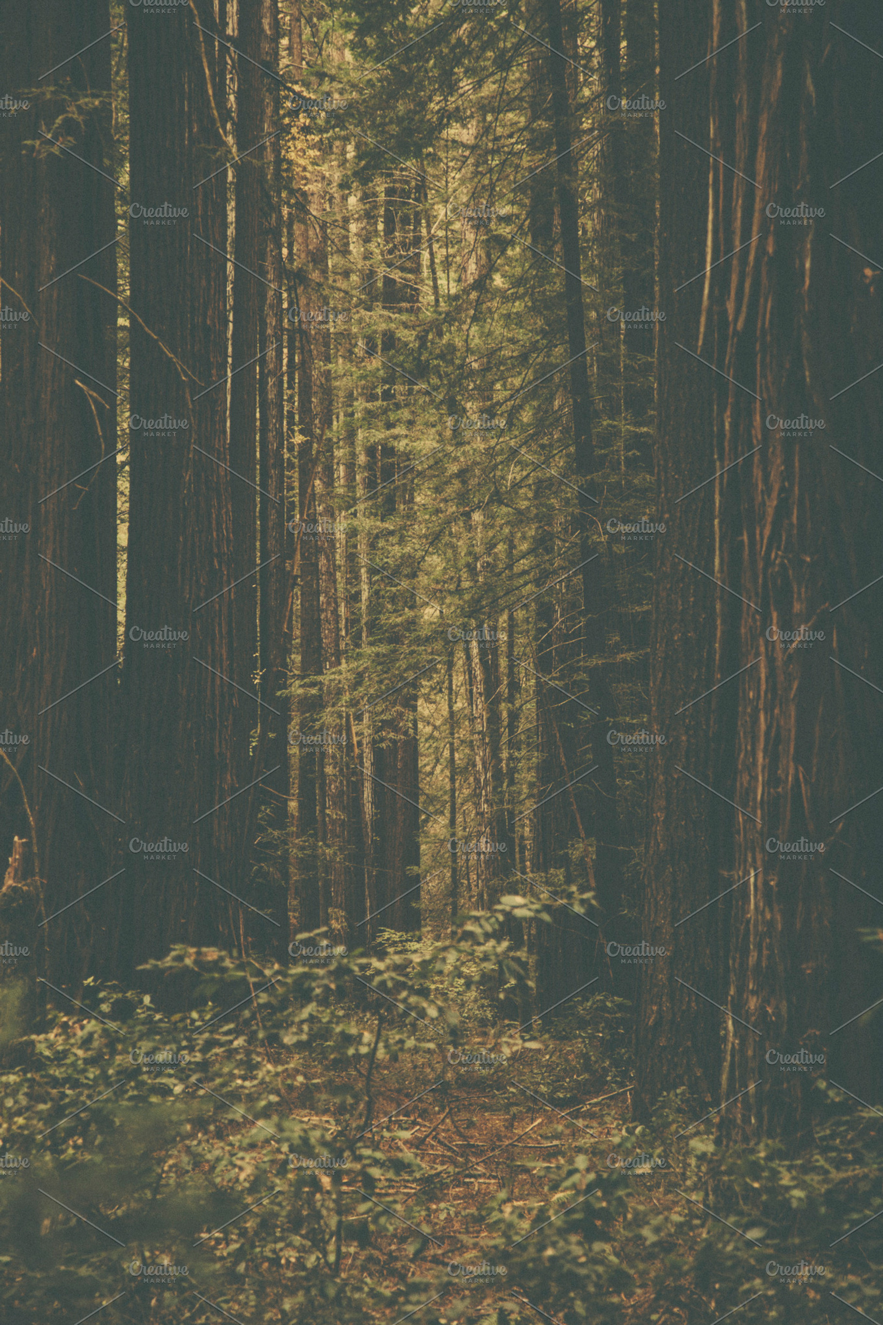 Red wood trees stock photo containing california and red wood