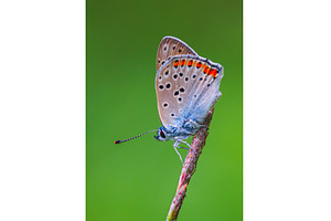 Butterfly Gracefully Perched on a, an Animal Photo by Lukas Jonaitis SHOP