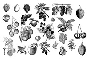 Fruits Vintage Illustrations, an Illustration by hypegraphic (Thumbnail 2 of 4)