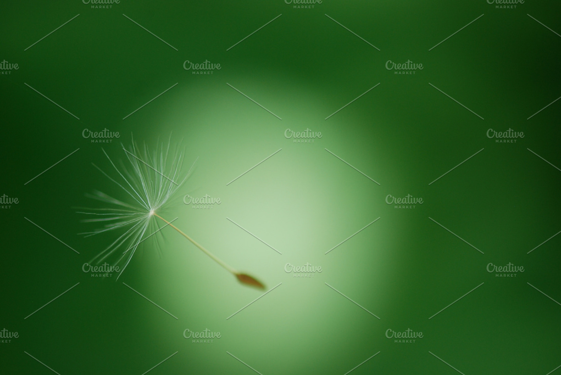 One Floating Wish, a Nature Photo by Pigeonhole Industries