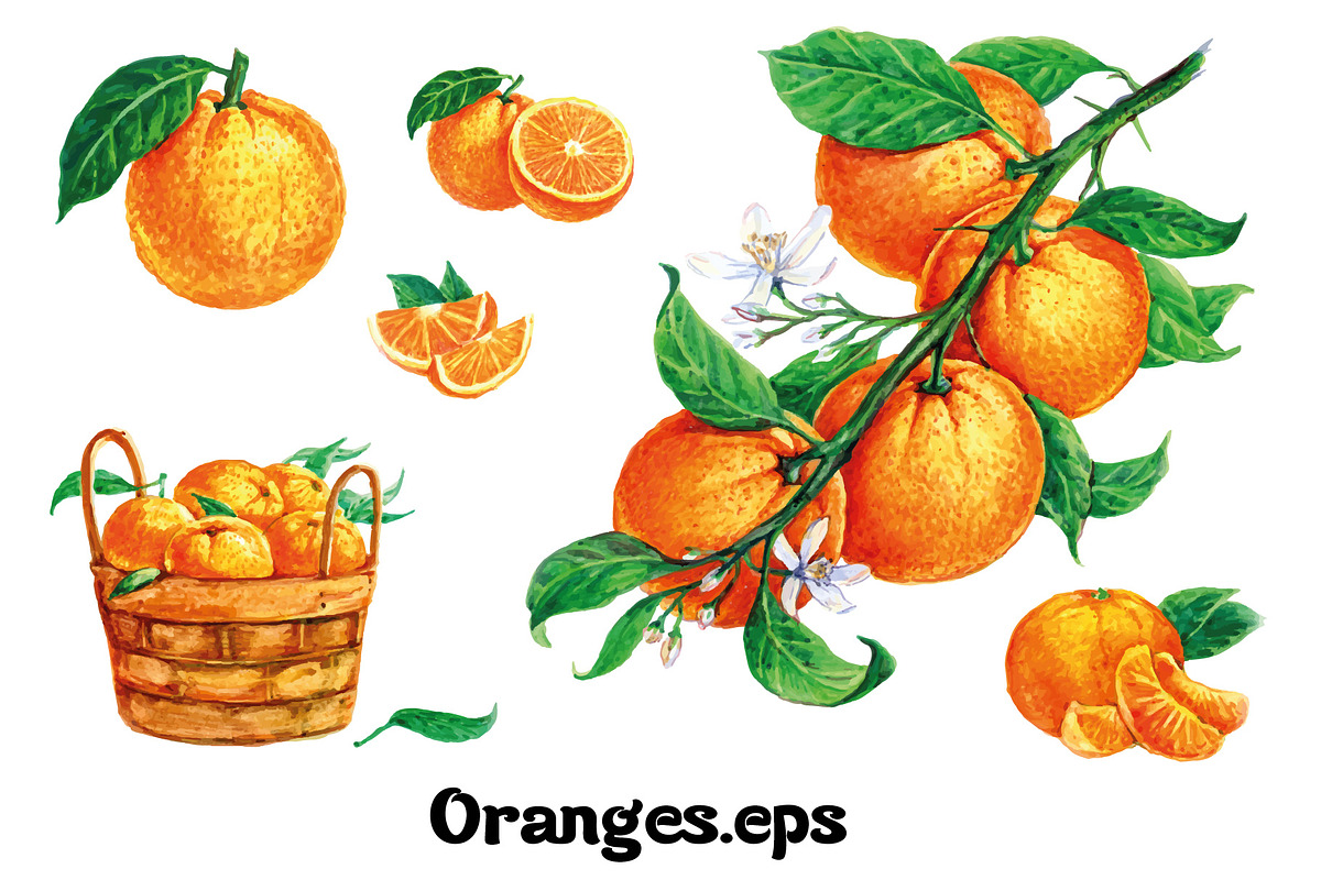 Fruits and berries collection_part 1, an Illustration by ZotovShop (Photo 11 of 20)