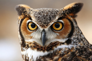 Close-up of a majestic owl with orange eyes, an Animal Photo by AlyaAnd