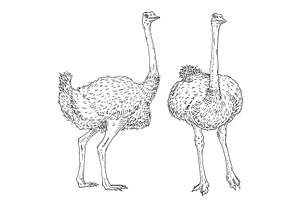 Standing ostrich. Front and side, an Animal Illustration by MoreVector