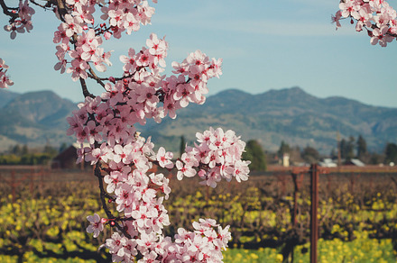Mustard Field And Vineyard Featuring Cherry Tree And Bloom preview 6