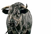 Animals Portrait PNGs, an Animal Photo by VetalStock (Thumbnail 7 of 16)