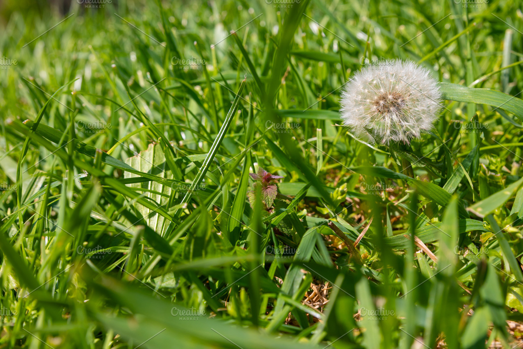 Close-up of a dandelion seed head among lush green grass, captur, a Nature Photo by Ales Munt