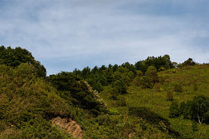 Green forested hillside under clear, a Nature Photo by Elena Vagengeim